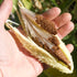 Common Milkweed